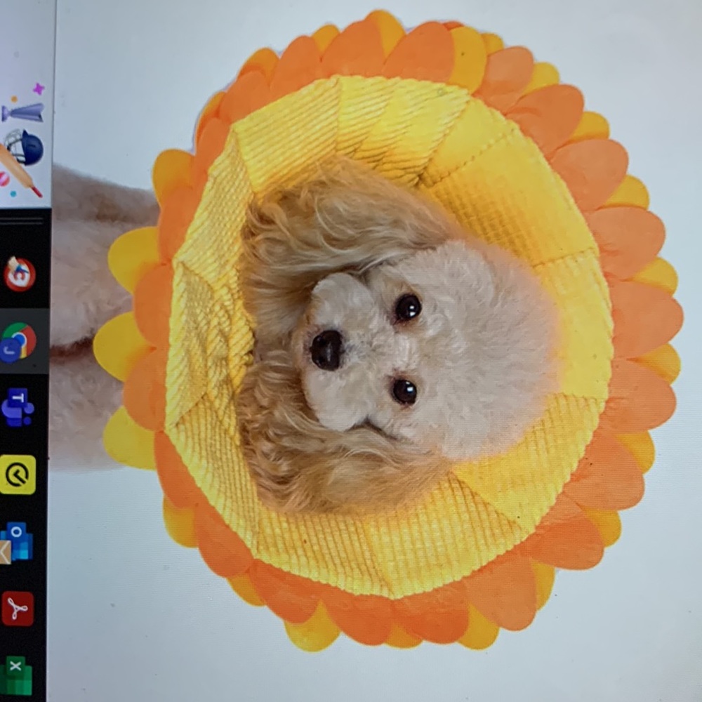Dog recovery color Sunflower or Halloween costume!